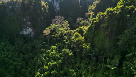 sunlight shining on a dense, vibrant green forest covering a mountainside in southeast asia