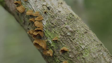 Panoramic-shot-of-crooked-trunk-in-famous-forest