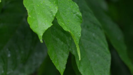 Close-up-of-a-green-leaf,-poison-ivy,-with-water-droplets-due-to-rain