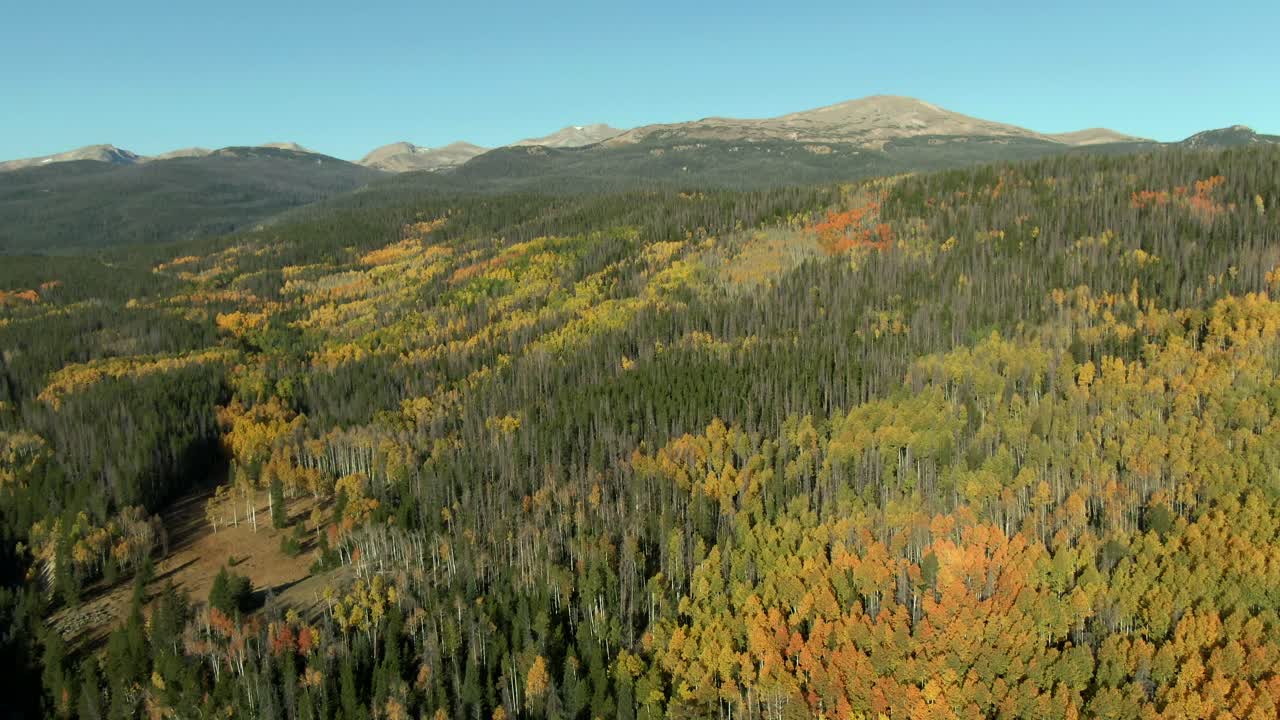 Panoramica aerea su una colorata foresta di montagna in autunno.