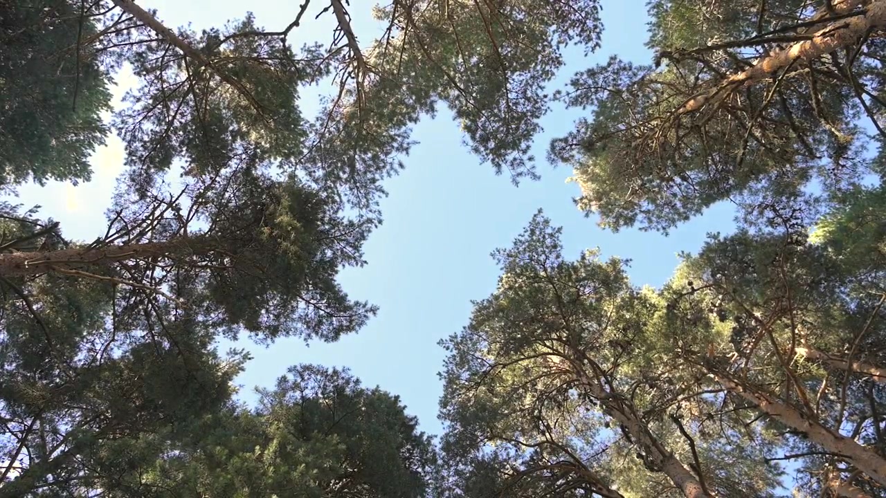 Fast motion shot from below of green treetops blowing in the wind against a clear sky