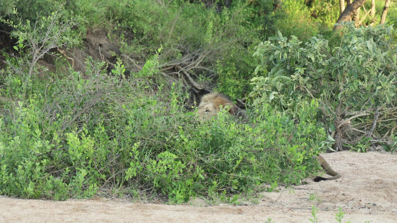 Un leone maschio è sdraiato dietro un arbusto in un letto di fiume asciutto mentre sbadiglia e guarda attraverso la vegetazione, Parco Nazionale Kruger.