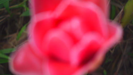 camera moves back from close-up view of colorful flower in garden