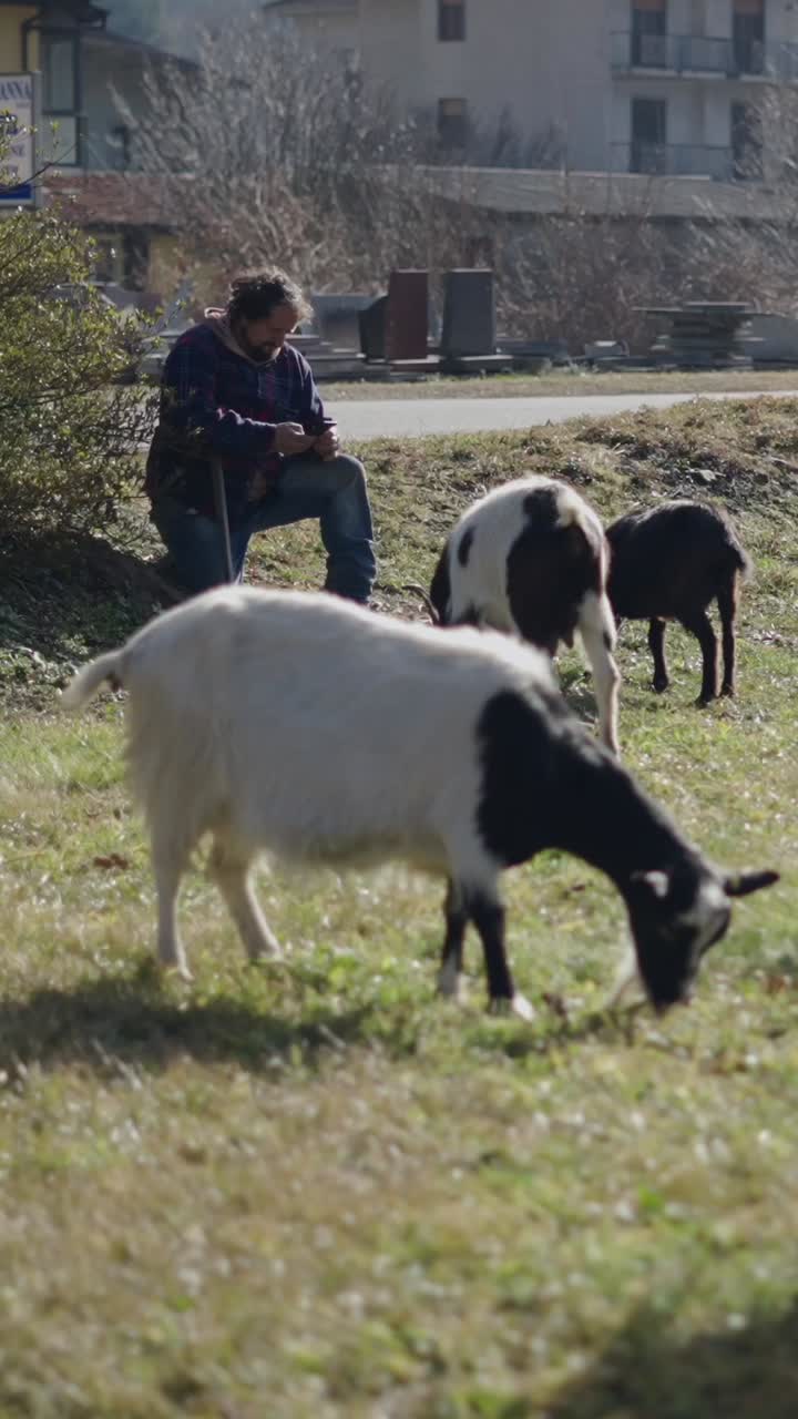 Goats grazing in a field with a man nearby