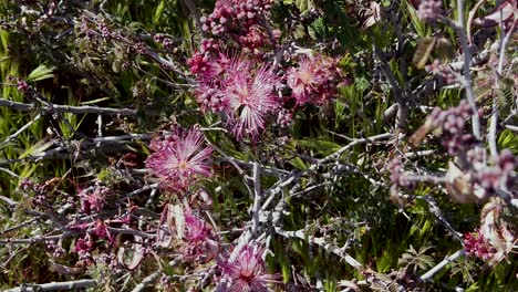 Slow-tilt-up-from-Fairy-Duster-buds-to-flowers,-McDowell-Sonoran-Conservatory,-Scottsdale,-Arizona