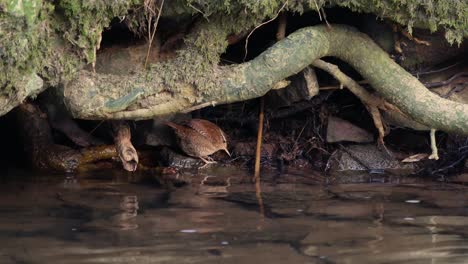 a tiny wren searching for food among the tree roots on a riverbank