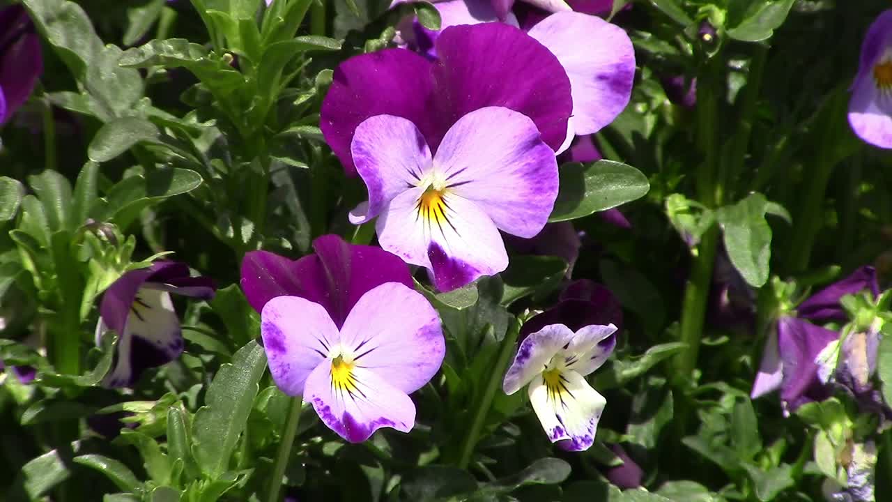 Colourful Violas, also called miniature pansies growing in an English garden