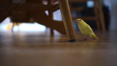 small lineolated parakeet standing on the floor of a kitchen near a chair leg, looking around