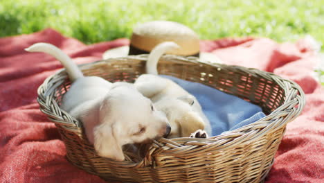 two cute labrador puppies playing in a basket on a blanket in the park