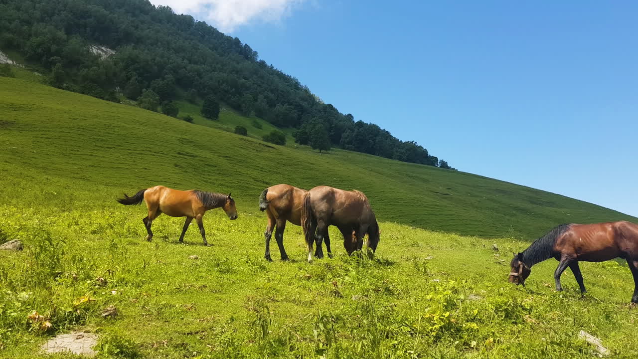 caballos en el idílico paisaje montañoso verde de asia central en un soleado día de verano
