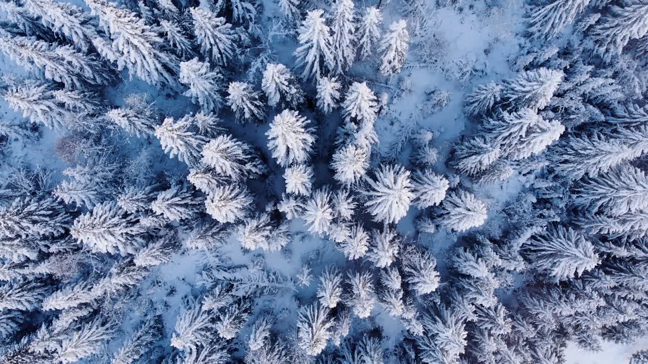 Hvite vintertrær dekket av snø – roterende luftopptak