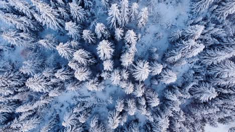 white winter trees covered in snow -aerial rotate