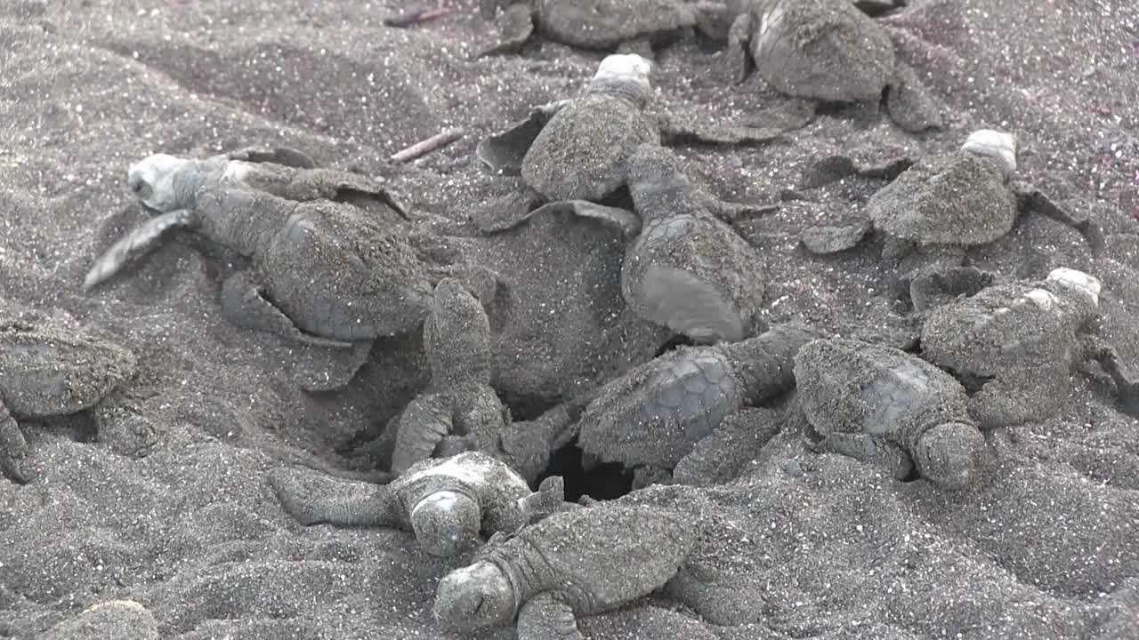 수십 마리의 아기 올리브 리들리 바다거북이 모래에서 나와 해변에 누워 있습니다.
