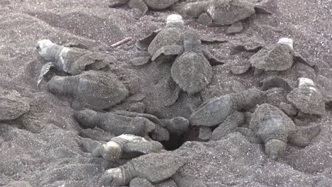 Dozens of baby olive Ridley sea turtles emerge from the sand and lay on the beach