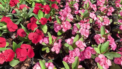 colorful euphorbia milli flowers in a vibrant garden.