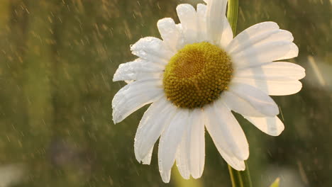 dewy daisy in the rain