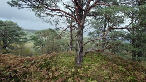 imágenes de drones del bosque de pinos silvestres