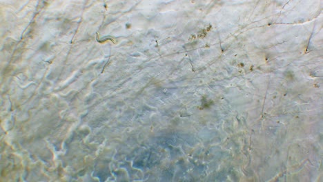 single nemotode moving in petri dish agar substrate