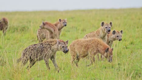 slow motion shot of group of hyenas waiting to get on kill patiently, order of food chain in maasai mara national reserve, african wildlife in masai mara, kenya, africa safari animals