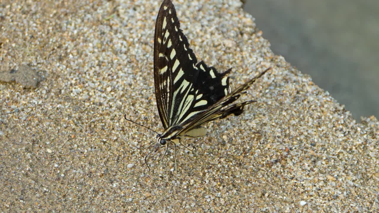 Papilio Xuthus or Asian Swallowtail Butterfly is Fluttering Flapping Wings on the Ground