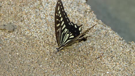 Papilio-Xuthus-Oder-Asiatischer-Schwalbenschwanzschmetterling-Flattert-Mit-Flügeln-Auf-Dem-Boden