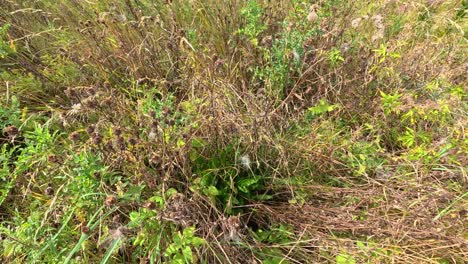 grass and dandelions swaying in the wind