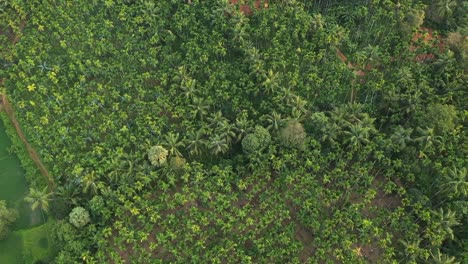 Espectaculares-Imágenes-Aéreas-De-La-Granja-De-Nuez-De-Areca