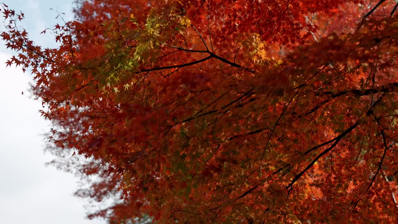 A stunning display of red maple trees in Kyoto, Japan, during the peak of autumn.