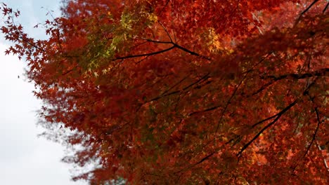 a stunning display of red maple trees in kyoto, japan, during the peak of autumn.