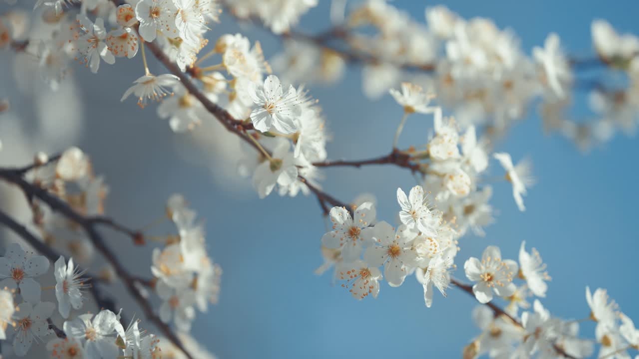 White Cherry Blossoms on Branches