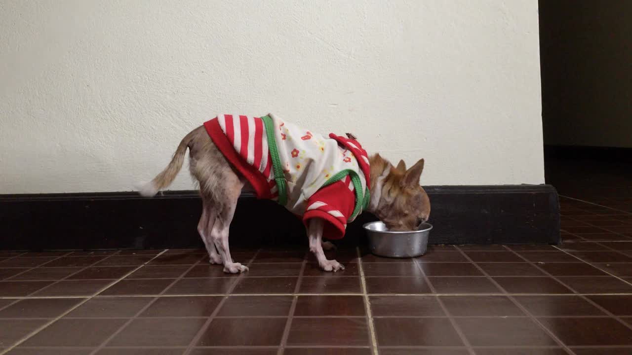 치후아와 개 가 음식 을 먹고 있다