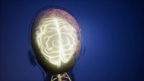 anatomía del cerebro humano