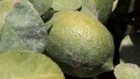 green lemon hanging on lemon tree in plantation near brawley in southern california, united states