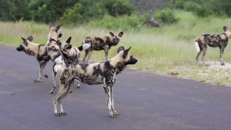 wild dogs play on paved road in kruger national park in south africa