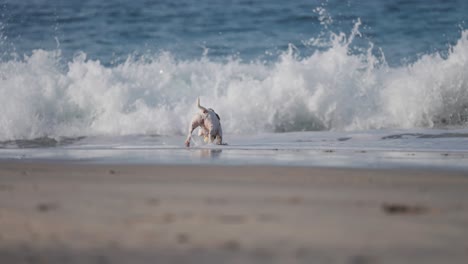 A-white-miniature-English-bullterrier-runs-on-the-sandy-beach-playing-fetch