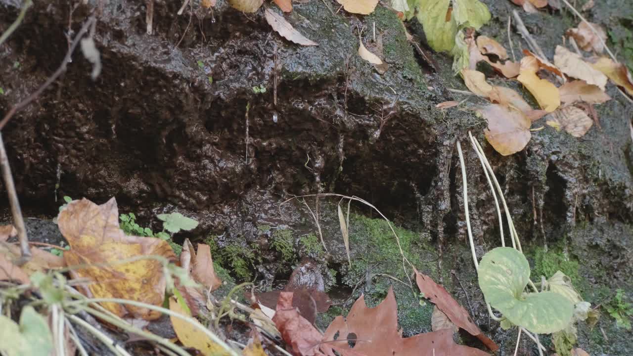 Moss on stones with dripping water, autumn leaves