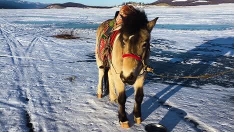 nomadic mongolian horse on frozen lake khovsgol during icy cold winter