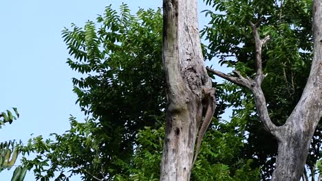 The-Clouded-Monitor-Lizard-is-found-in-Thailand-and-other-countries-in-Asia