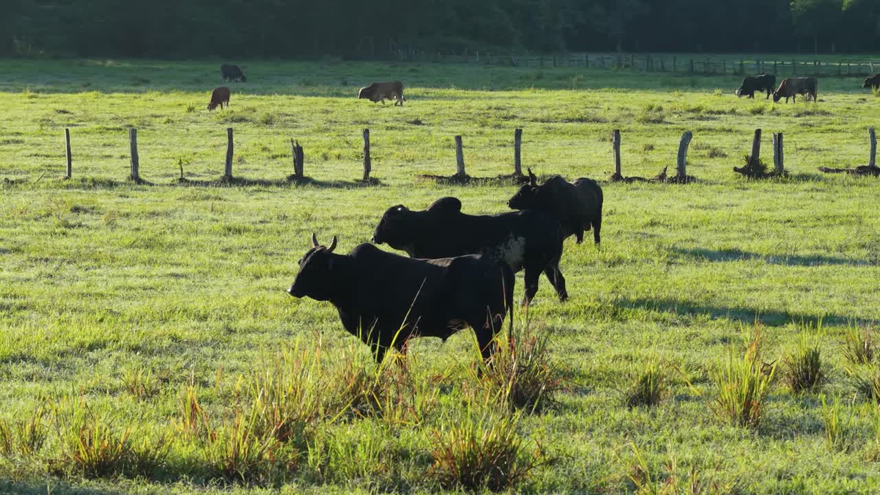 Bestiame al pascolo in un prato verde in una mattina di sole
