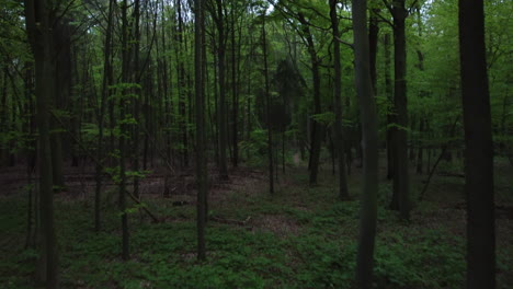 Flight-with-camera-panning-through-green-forest