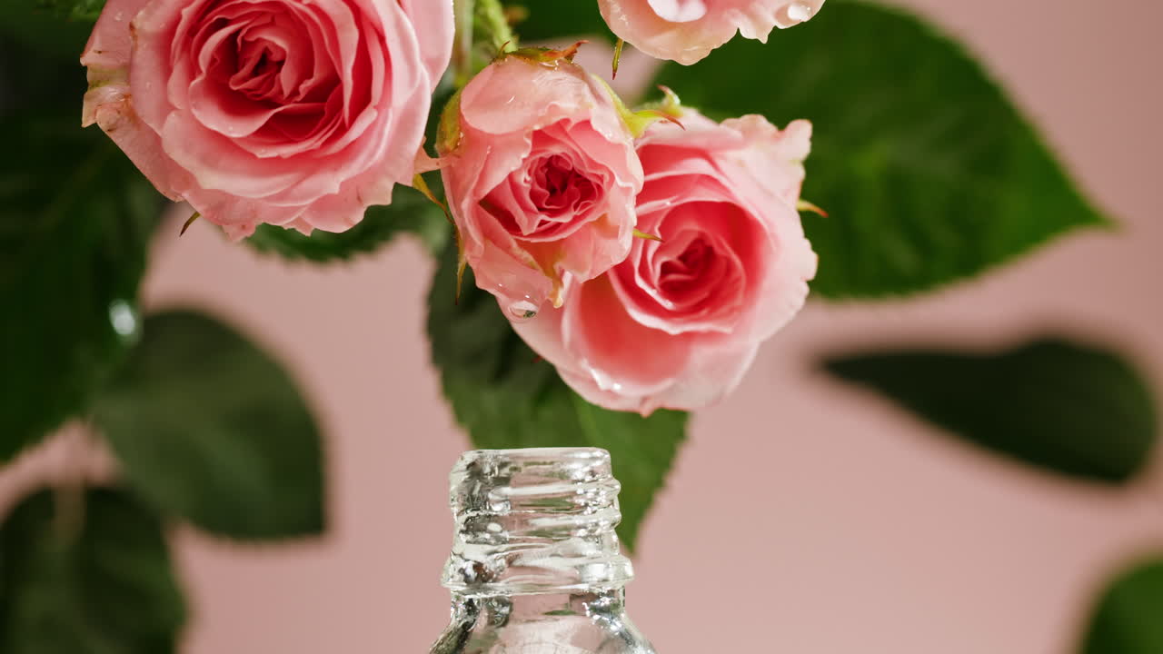 Pink Rose Oil