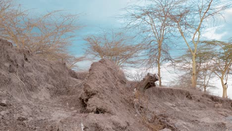 Imágenes-De-Plantas-Y-árboles-Marchitos-Aclaran-El-Cambio-Climático