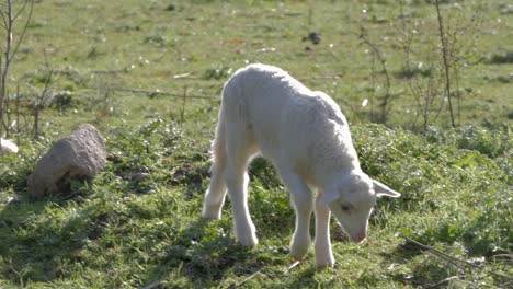 slow motion shot of cute, fluffy white lamb walking and grazing on little hill in sardinia, italy