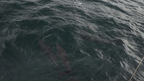 Schwimmende-Delfine-Spielen-Vor-Einem-Segelboot-Im-Blauen-Meerwasser