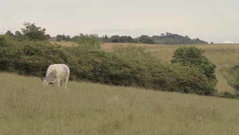 Single-white-cow-grazes-in-Yorkshire-farmland