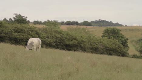 single white cow grazes in yorkshire farmland