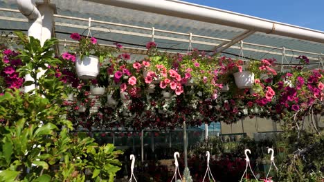 flowers and plants at a large garden store 4k