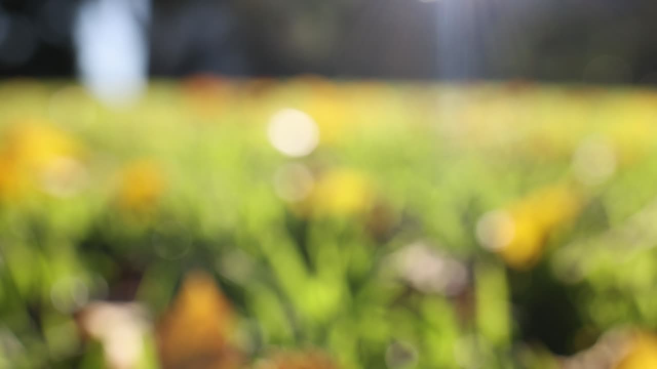 공원 의 잎 을 통해 빛 이 필터링 되는 것