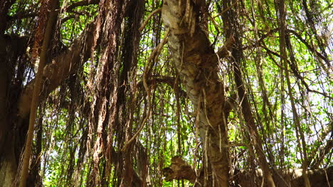 Panning-Shot-of-a-Curtain-Fig-Tree-with-Hanging-Brown-Roots-from-the-Branches