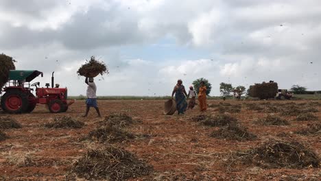 peanut harvest in rural india